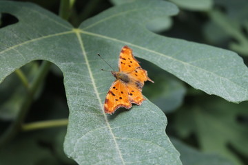 butterfly on a leaf