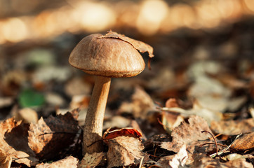 Mushroom season in the forest. Fallen leaves, autumn forest.