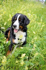 Nine months old happy Bernese Mountain Dog puppy sitting in the meadow with spring flowers. 
