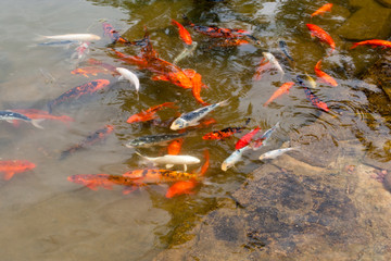 A lot of Koi carps in the pond