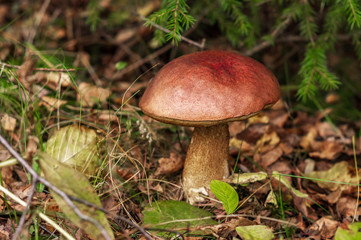 Mushroom season in the forest. Fallen leaves, autumn forest.