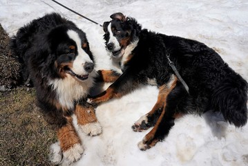 Adult and puppy Bernese Mountain Dogs on the snow. Adult lying, nine months old puppy rolling, looking with adult. Dolomites, Italy