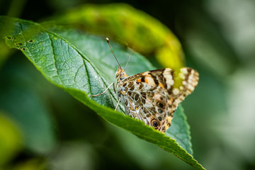 Nahaufnahme eines Distelfalter Schmetterlings auf einem grünen Blatt