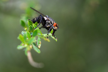 Hausfliege in freiher Natur auf grünem Ast