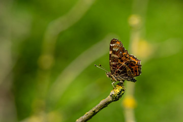 Ein Landkärtchen Falter mit geschlossenen flügeln auf einem Ast sitzend