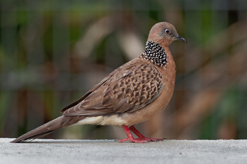 Spotted Dove - Streptopelia (Spilopelia ) chinensis small long-tailed pigeon, also known as mountain dove, pearl-necked dove, lace-necked dove, or spotted turtle-dove