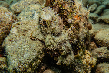 Scorpion fish Amazing camouflage in the Red Sea, Eilat Israel
