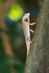 Oriental Garden Lizard - Calotes versicolor or eastern garden lizard, bloodsucker or changeable...