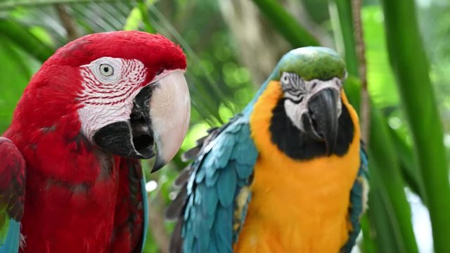 Couple of red and green macaw with blue and yellow macaw