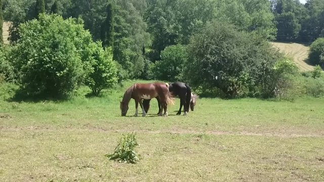 Three horses grazing sappy grass in green lawn at a birch forest in spring