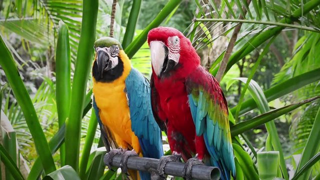 Couple of red and green macaw with blue and yellow macaw