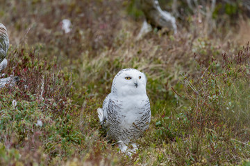 Snowy owl in tundra of Newfoundland