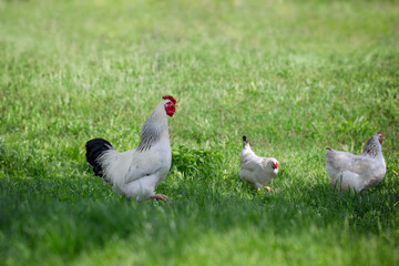 rooster and chickens on green grass. free chicken.