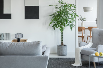Big green plant in concrete pot in bright living room interior with grey furniture