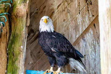 Golden Eagle (Haliaeetus leucocephalus) in British Columbia, Canada