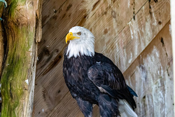 Golden Eagle (Haliaeetus leucocephalus) in British Columbia, Canada
