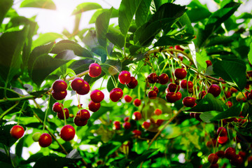 Red cherry berries on the branches