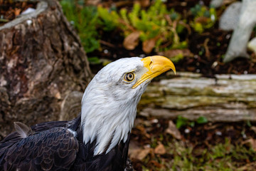Golden Eagle (Haliaeetus leucocephalus) in British Columbia, Canada