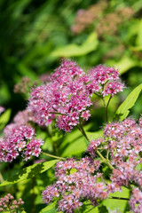 Spirea - flowering shrub. Pink flower bush, close up.