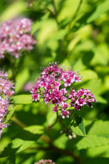 Spirea - flowering shrub. Pink flower bush, close up.