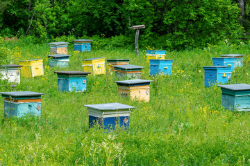 A row of bee hives in a field of flowers with an orchard behind. Shulgan-Tash Nature Reserve.