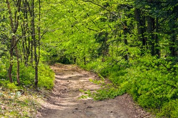 Obraz premium Beautiful spring scenery in the mountains. Mountain trail among green trees in the forest.