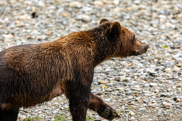 Grizzly Bear (Ursus artos horribilis) on the river bank, British Columbia, Canada