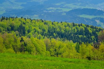Fototapeta na wymiar Beautiful green mountain landscape. Spring green trees on the hills.
