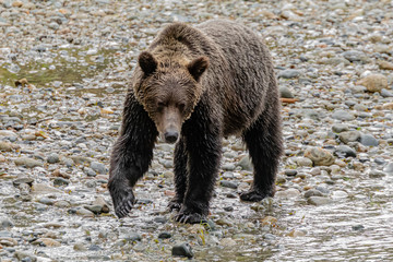 Grizzly Bear (Ursus artos horribilis) on the river bank, British Columbia, Canada