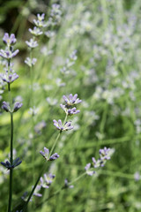 Lavender Flower Buds in Springtime. Close up.