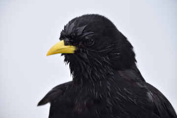 Alpendohle, Porträt