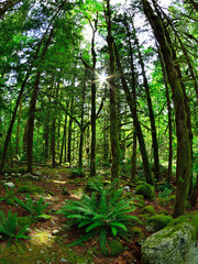 Forest and a sunburst