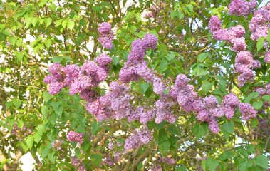 Blooming lilac bush.