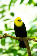 キガシラハゴロモガラス