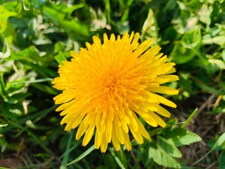 Dandelions bloom