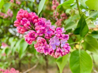Lilac Bush blooms in summer