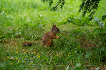 Eichhörnchen sitzt am Boden auf der Suche nach essen