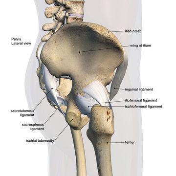 Pelvic and Hip Ligaments, Labeled Side View on White