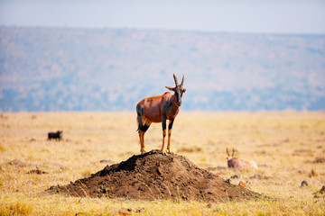Topi antelope in Kenya