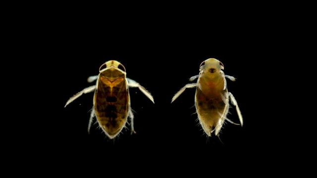 adult larva of the water bug Notonecta glauca under a microscope, lives mainly in ponds and rivers, can fly, does it at night, is a predator, the larva feeds on plankton, and an adult can even attack