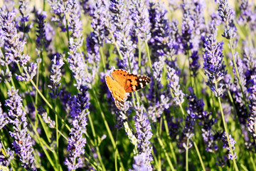 Butterfly in blooming lavender in the field. Lavender flowers.