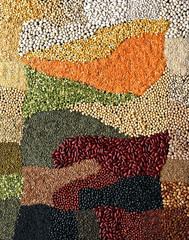 Lentil legumes and beans