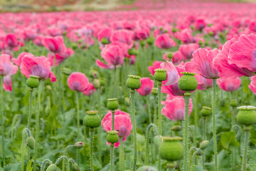 Obraz na płótnie Canvas Poppy field with pink blooming poppies. The picture can be used as a wall decoration in the wellness and spa area