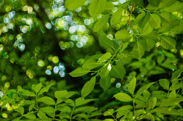 Fototapeta na wymiar Soft sun light through the foliage of the trees in soft selective focus against background of blurry foliage and blue sky. Close up branch of tree with brightly green leaves. Place for your text
