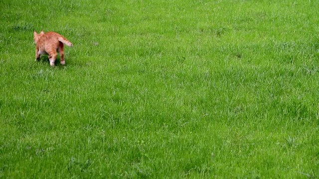 Slow Motion Ginger Cat Catching Bugs On Green Grass