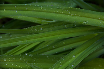 long green leaves with dew drops for background
