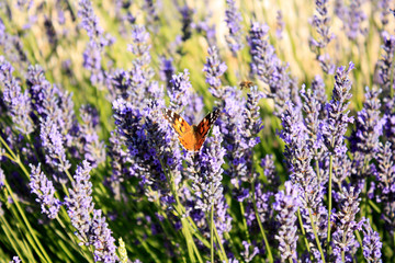 Fototapeta na wymiar Butterfly in blooming lavender in the field. Lavender flowers.