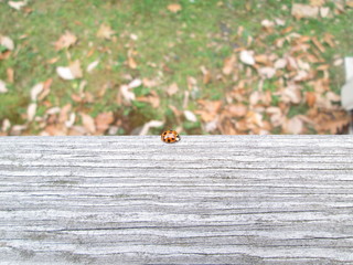 My Neighbor, Ladybug 