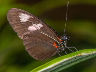 Common Rose butterflly; Pachliopta aristolochiae;