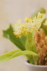 White vase with a bouquet of fragrant yellow flowers and leaves of linden and dried grass hedgehogs.